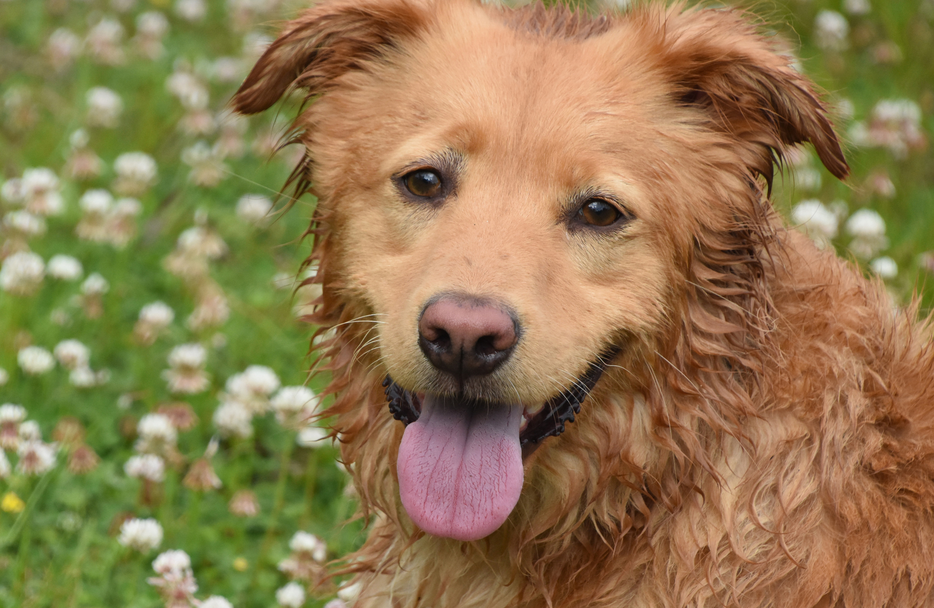 Falcon, CO Veterinary Services For Paws Veterinary Clinic