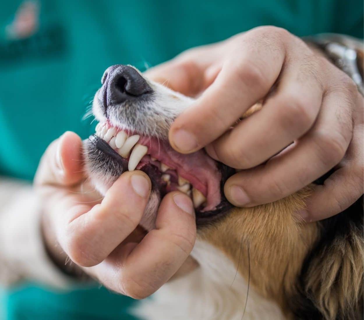 Pet Dental Care